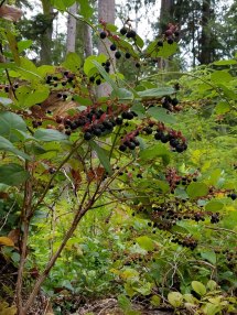 Expedition Salal harvests