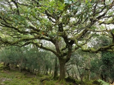 Oldwood ancient oak