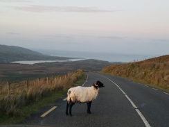 Sheep on the road Dingle