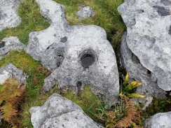 The Burren- rocks and plants